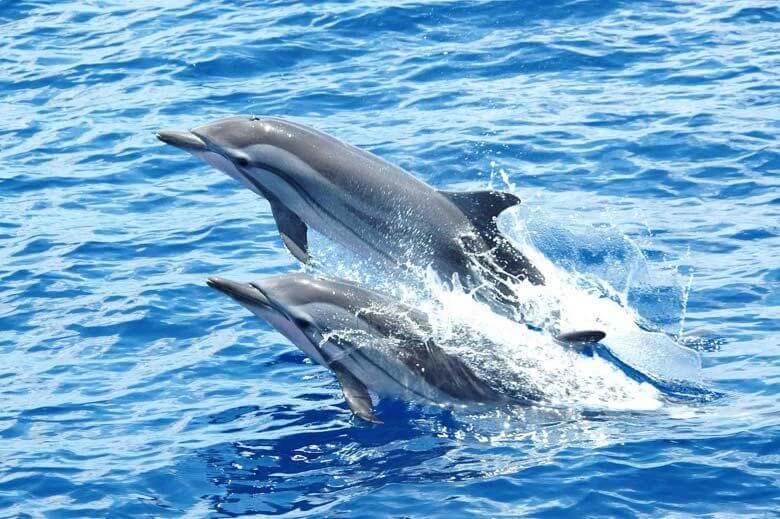 Dolphin spotting in Goa 1