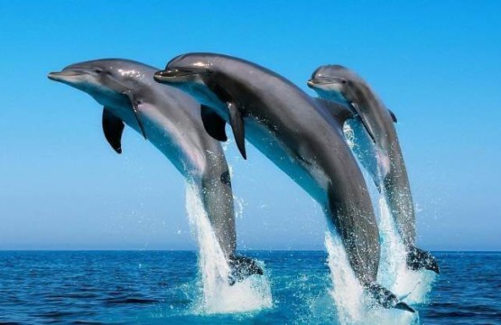 Dolphin spotting in Goa 3